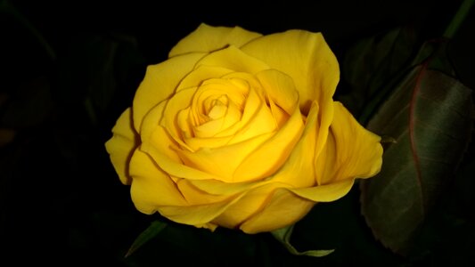 Nature plant yellow