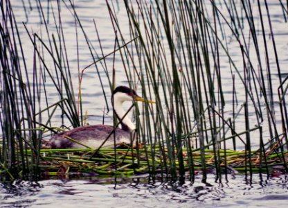 Western Grebe (49914221506)