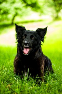 Black dog pet pet photography