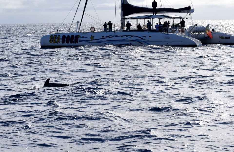 While we were in Funchal, Madeira, we went on a dolphin and whale watching trip on a catamaran. There were dolphins, out there but we missed them, we did see pilot whales. (31262768997)