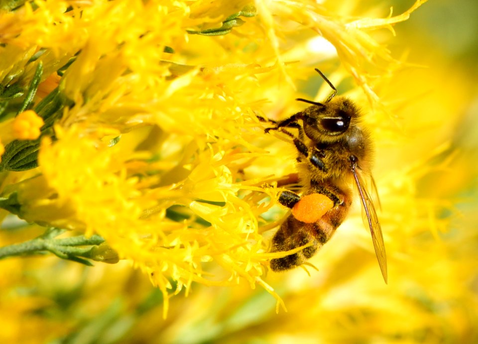 Western honeybee gathers pollen from rubber rabbitbrush (Ericameria nauseosa) at Seedskadee National Wildlife Refuge (51437063372)