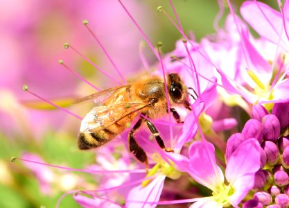 Western honeybee on Rocky Mountain beeplant (51483356627)