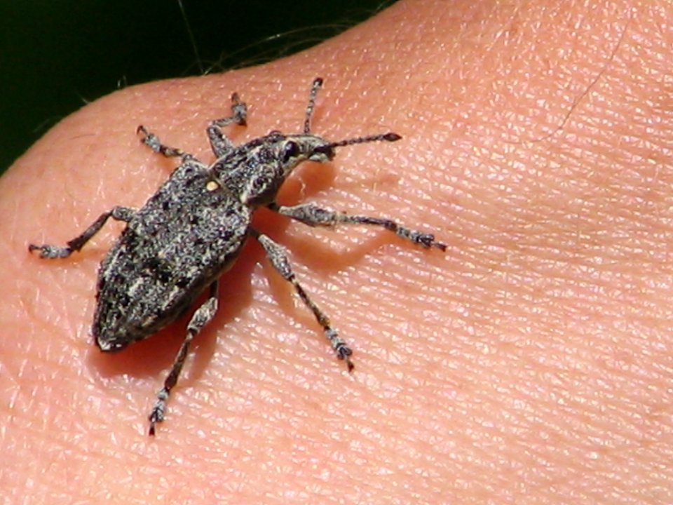 Weevil knuckle (710613510)