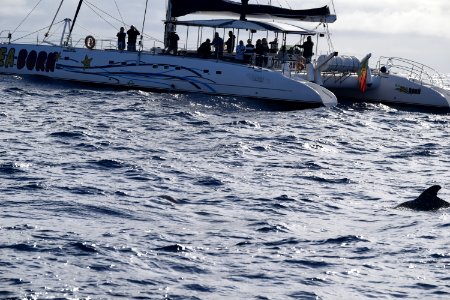 While we were in Funchal, Madeira, we went on a dolphin and whale watching trip on a catamaran. There were dolphins, out there but we missed them, we did see pilot whales. (44384679210)