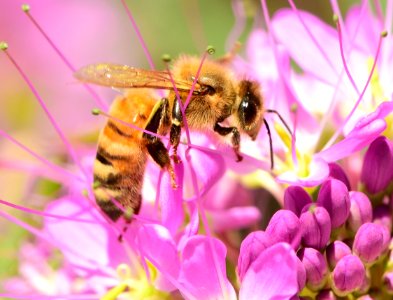 Western honeybee on Rocky Mountain beeplant (51485067755)