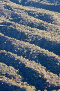 White Canyon Wilderness Area (26673419866)