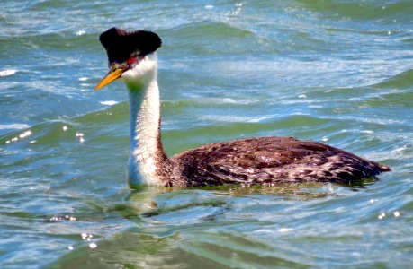 Western Grebe (43124634360)