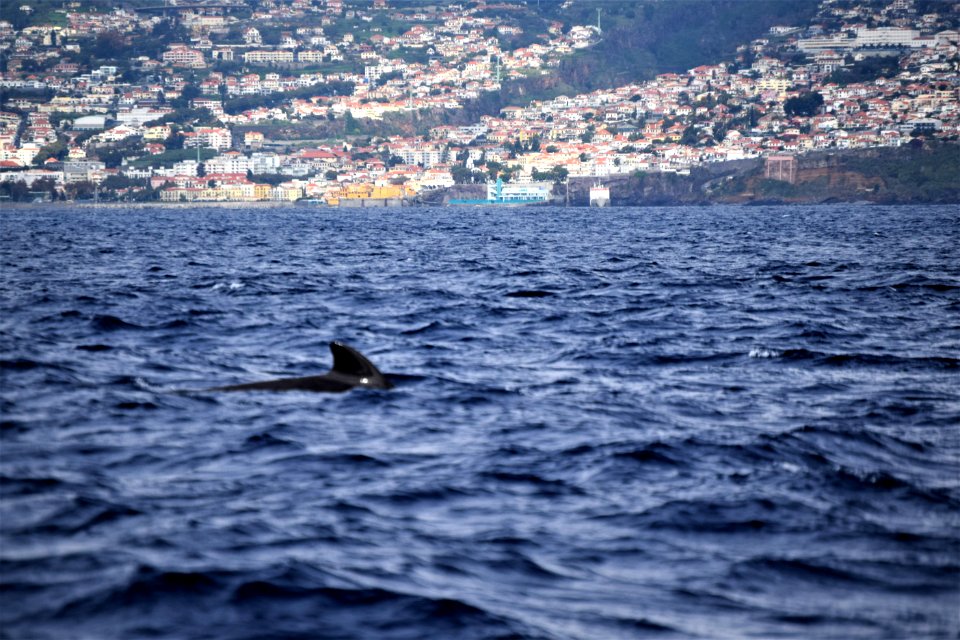 While we were in Funchal, Madeira, we went on a dolphin and whale watching trip on a catamaran. There were dolphins, out there but we missed them, we did see pilot whales. (31262770357)