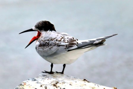 White fronted tern NZ (51054132556) photo
