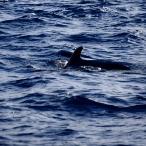 While we were in Funchal, Madeira, we went on a dolphin and whale watching trip on a catamaran. There were dolphins, out there but we missed them, we did see pilot whales. (46151250132)