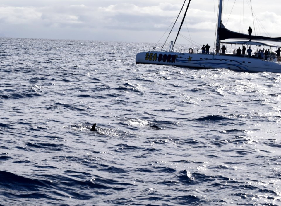 While we were in Funchal, Madeira, we went on a dolphin and whale watching trip on a catamaran. There were dolphins, out there but we missed them, we did see pilot whales. (46201879101)