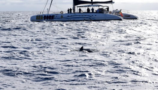 While we were in Funchal, Madeira, we went on a dolphin and whale watching trip on a catamaran. There were dolphins, out there but we missed them, we did see pilot whales. (32329759818)