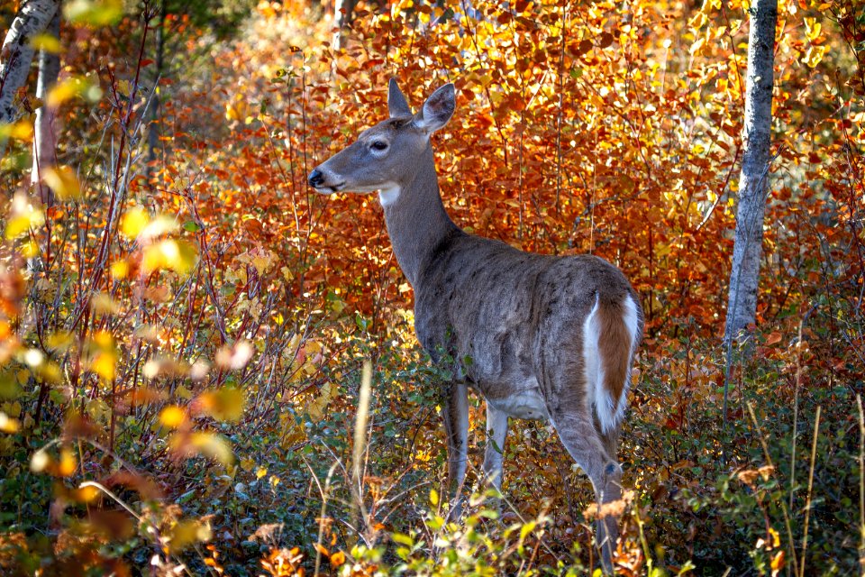 White Tailed Deer (48935504003)