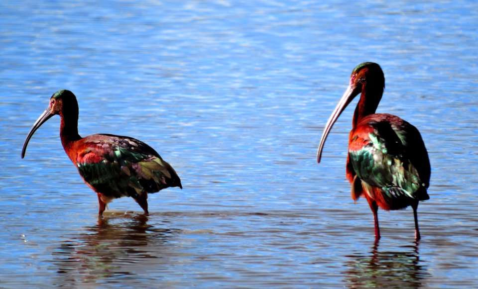 White-Faced Ibis in Wetland West of Dunes (34443320672)