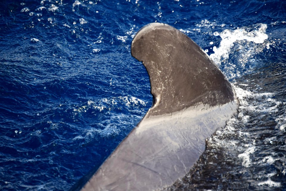 While we were in Funchal, Madeira, we went on a dolphin and whale watching trip on a catamaran. There were dolphins, out there but we missed them, we did see pilot whales. (31262762977)