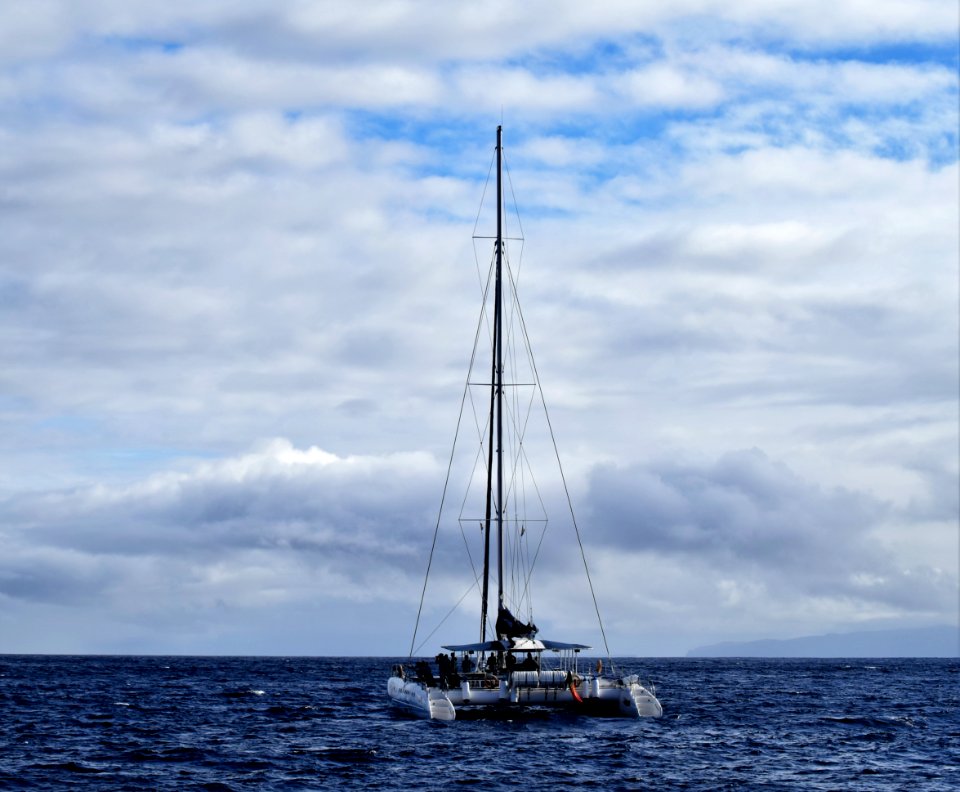 While we were in Funchal, Madeira, we went on a dolphin and whale watching trip on a catamaran. There were dolphins, out there but we missed them, we did see pilot whales. (46201899481)