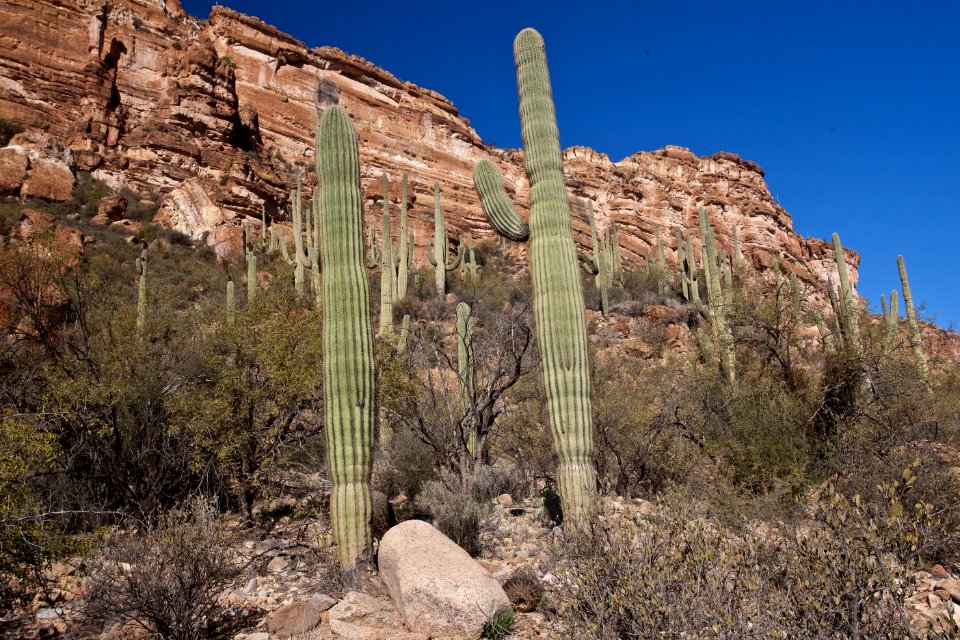 White Canyon Wilderness Area (26673490576)