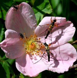 Wild rose (3161851828)