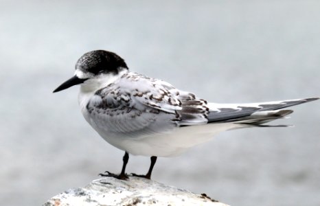 White fronted tern. (51001010490) photo