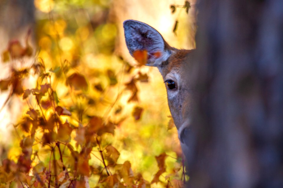White Tailed Deer (48936239537)