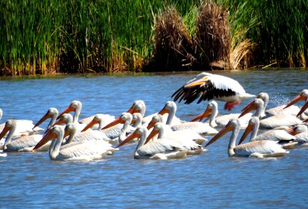 White Pelicans in Wetland (29705775797)