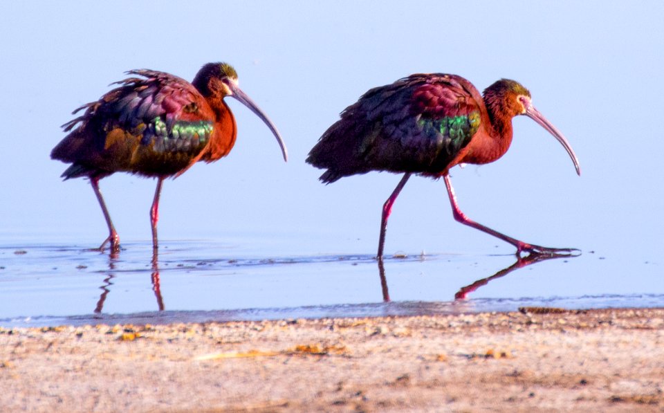 White-faced Ibis Pair in Wetland (51264224082)