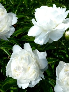 White Peonies (28473718268) photo