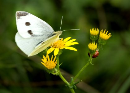 Wildlife, Lea-by-Backford, Cheshire, UK, 2021. - Flickr - Phlips photos