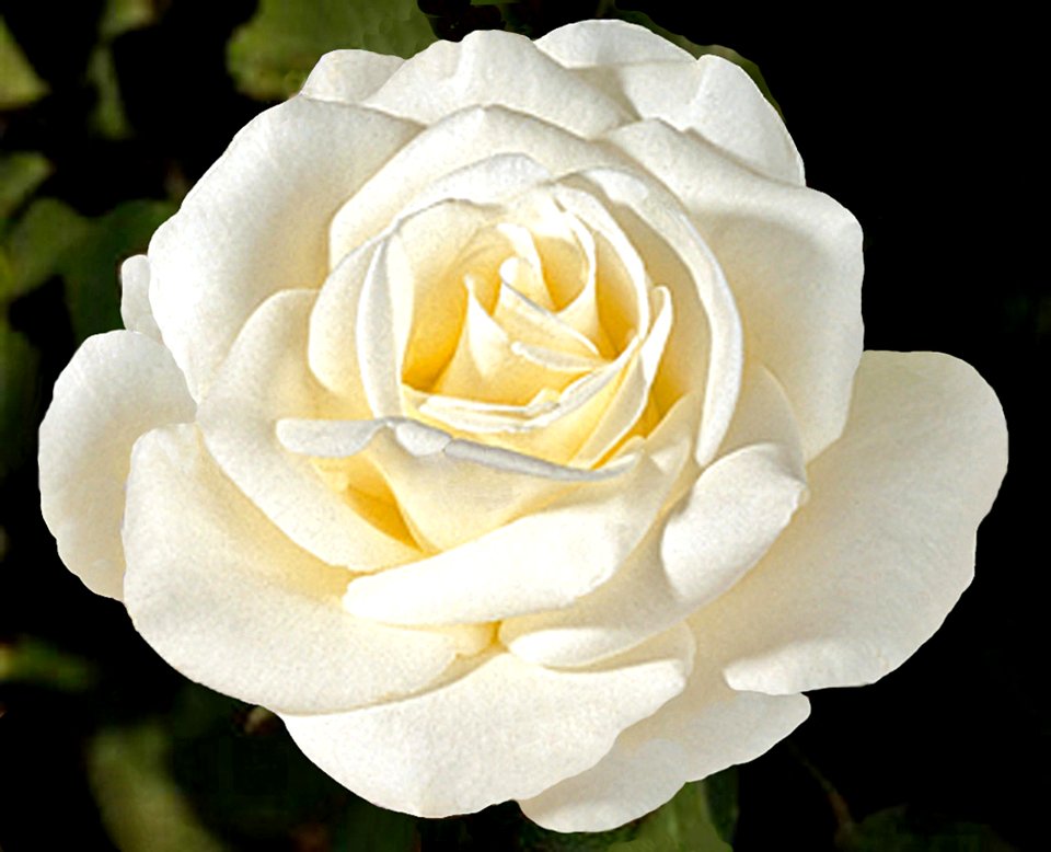 White Rose (40431880103)
