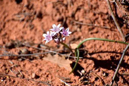 Wild Onion (34836602854)