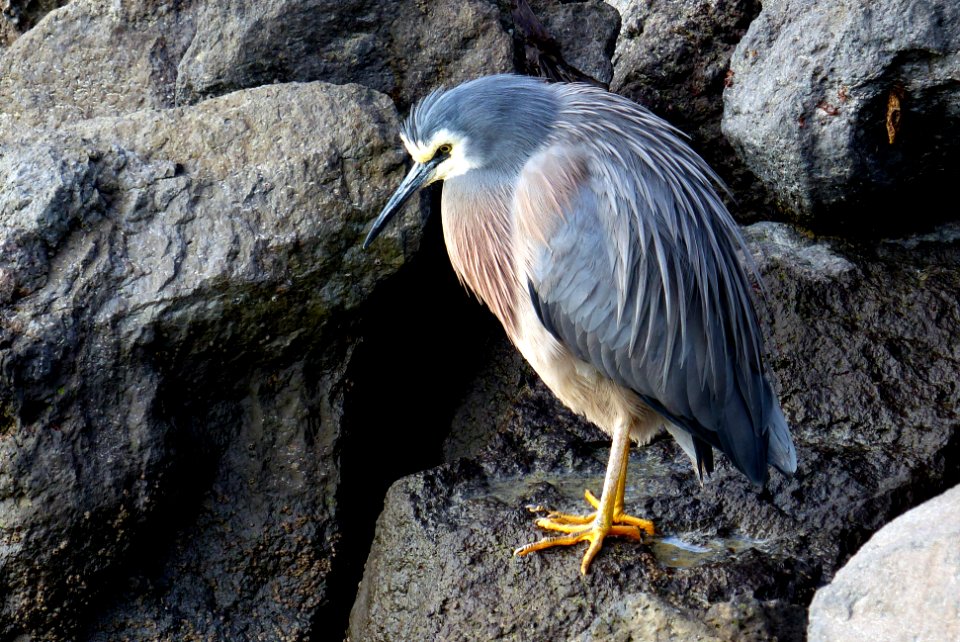 White-faced heron (Egretta novaehollandiae) (50358034036)