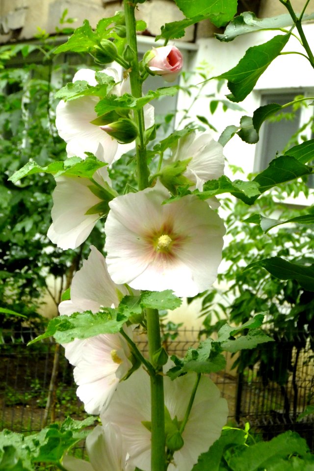 White-flowered hollyhock variety (Alcea) (51286560407)
