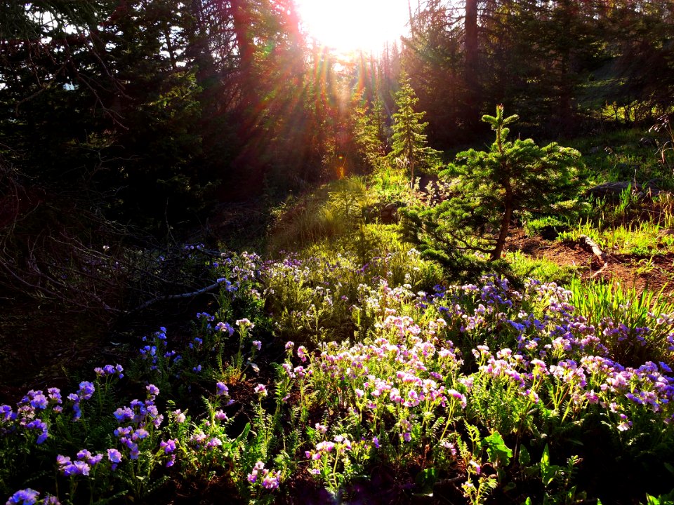 Wildflowers on Mosca Pass Trail (42127381895)