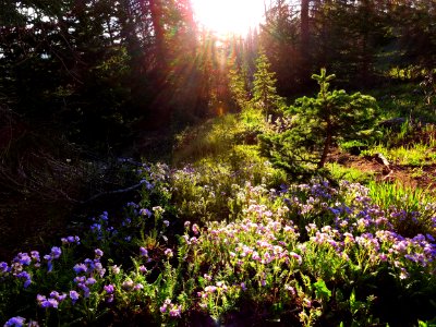 Wildflowers on Mosca Pass Trail (42127381895)