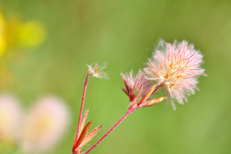 Wild plant (42590787095)