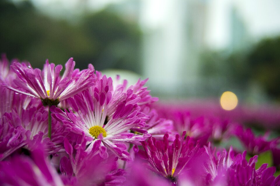 Summer garden flower's