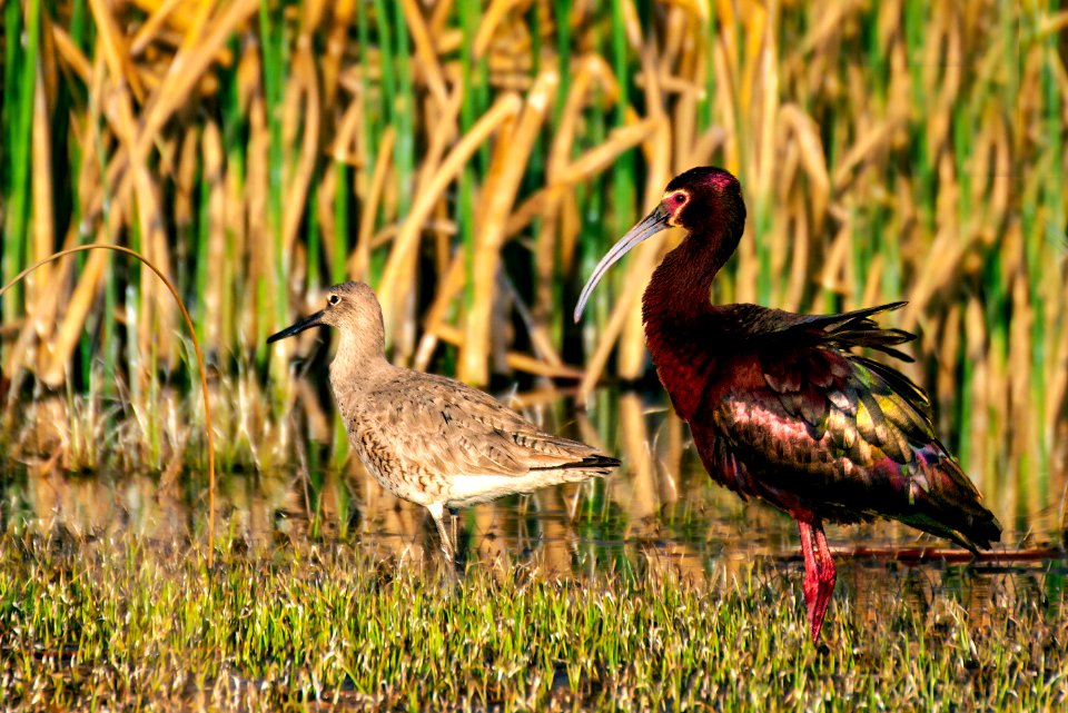 Willet and White-faced Ibis (49913724688)