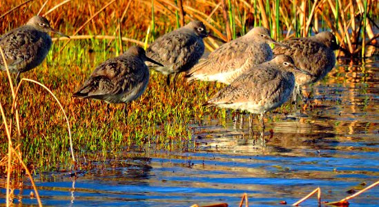 Willets in Wetland West of Dunes (47700704392)