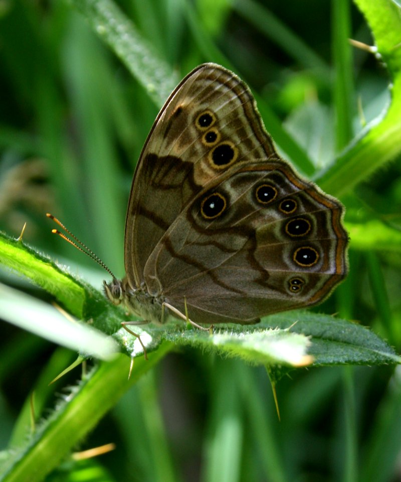Wisconsin Butterfly (2674898825)
