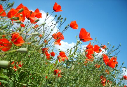 Nature flower field