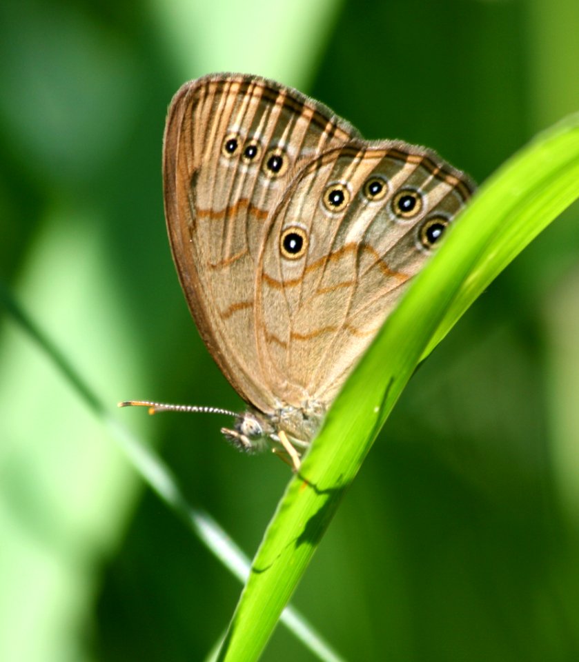 Wisconsin butterfly - eyed brown (2675701952)