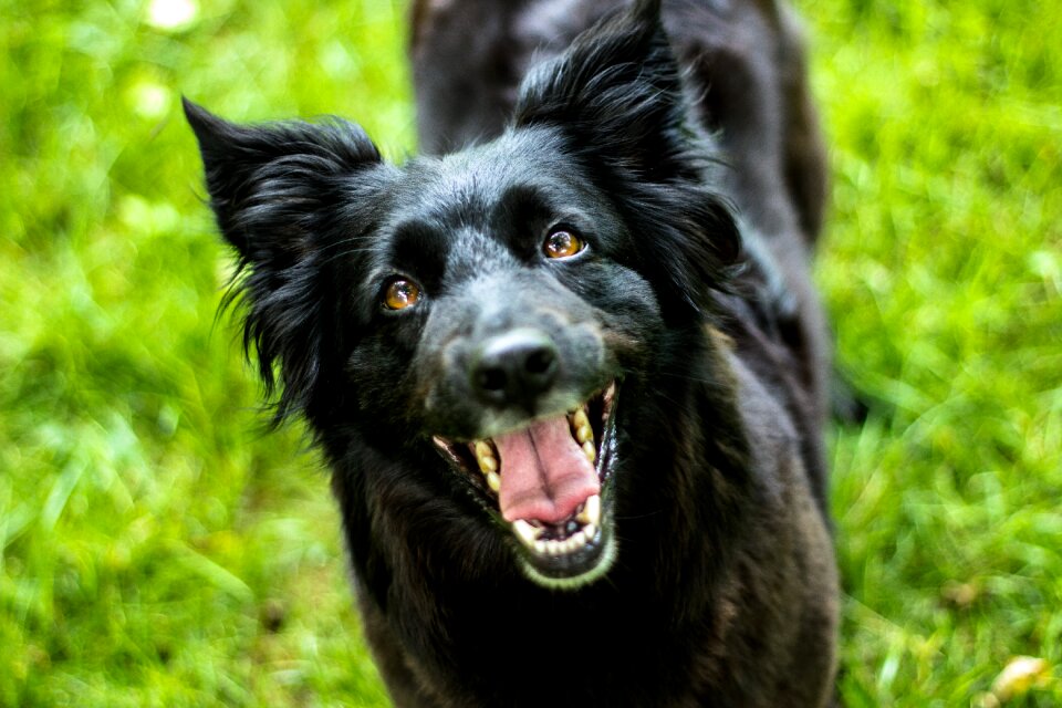 Dog head pet photography head