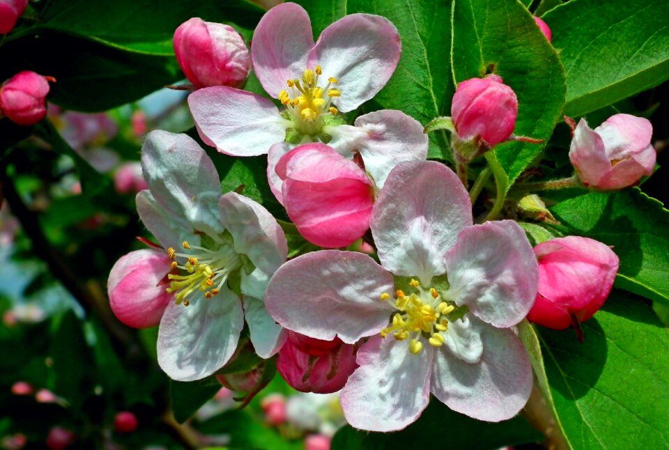 Garden tree spring