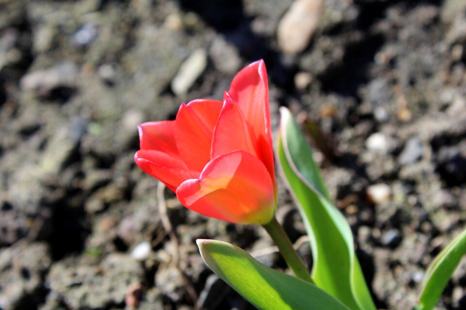 Nature plant flower