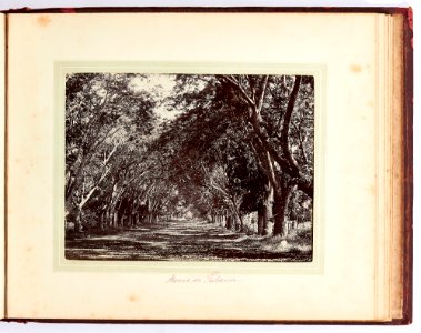 Avenue de Fataua, 1887-1888 photo