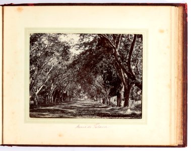 Avenue de Fataua, 1887-1888