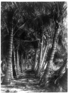 Avenue of coconut palms, Florida) - Geo. Barker, Niagara Falls, N.Y LCCN89711538