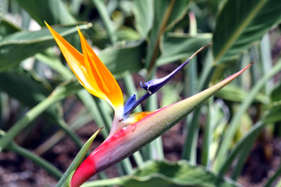 Summer garden flower