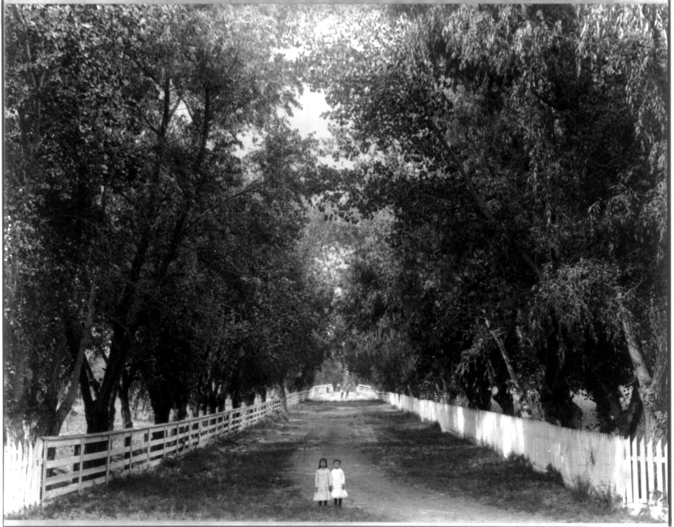 Avenue lined with cottonwood and willow trees from Superintendent's home to country road, McClung Ranch LCCN2006675585