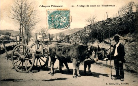Aveyron - Attelage de boeufs